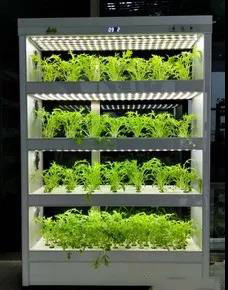 植物灯4.jpg